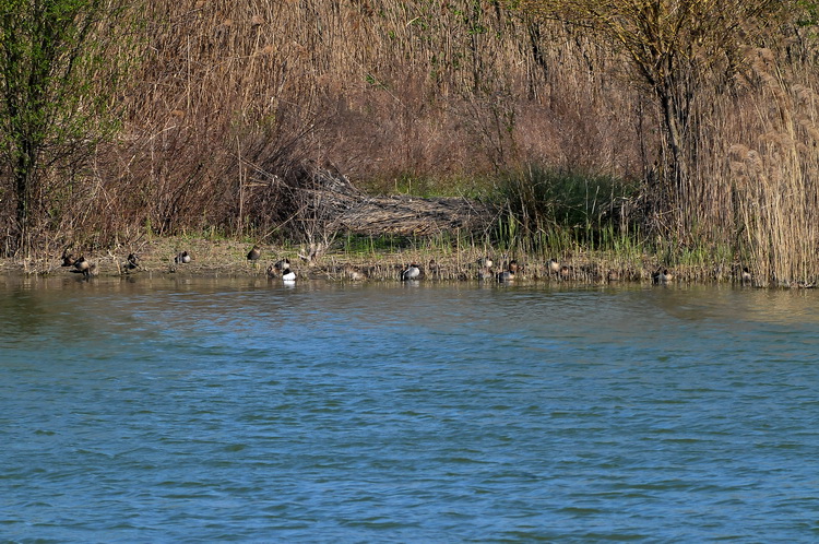 Stagno di Focognano